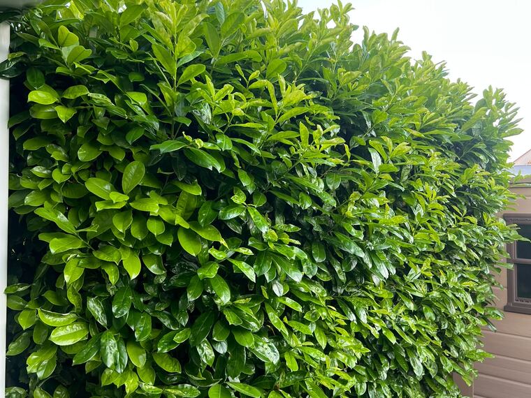 Kirschlorbeer-Hecke
