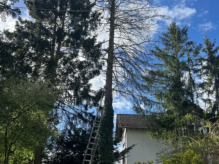 Baumpflege und Baumfällung